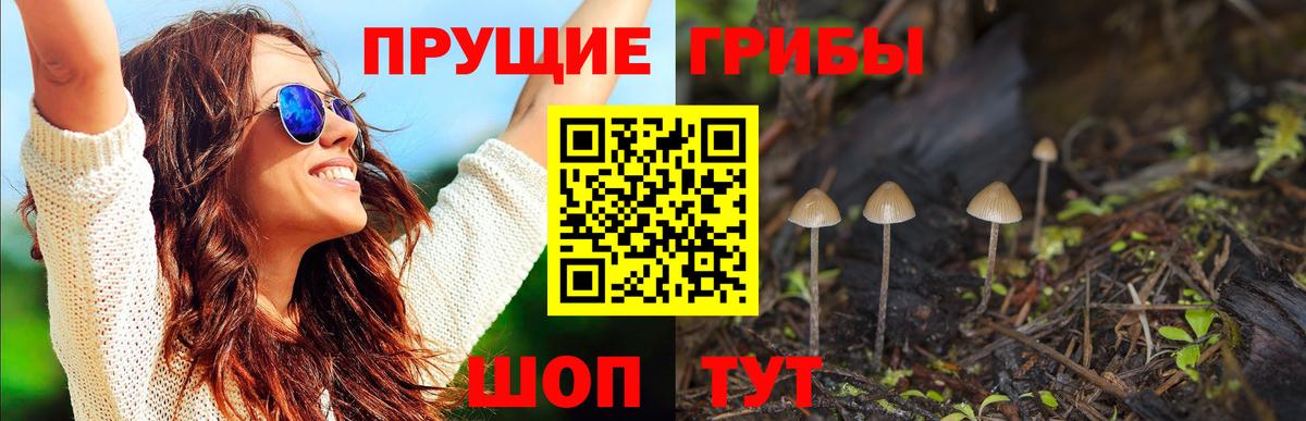 Псилоцибиновые грибы Psilocybe  Галлюциногенные грибы прущие грибы  Новочеркасск  цены   Вход с VPN 
